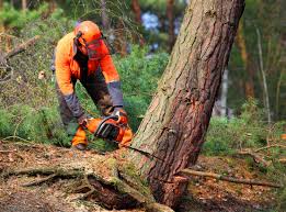 Best Seasonal Cleanup  in Conrad, MT